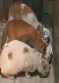 佘太君夫君是谁