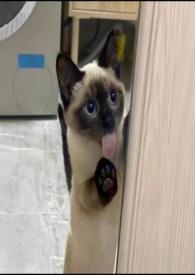 慢慢喜欢你电竞