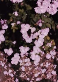 西沉寂静地校园h文作者简介