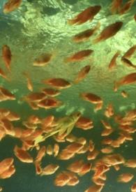 非正常男女关系是什么意思